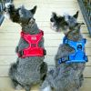 Venture Paw Pull Control Dog Harness